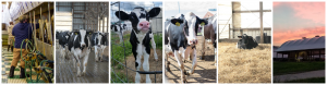 Dairy Care Academy offers a variety of FARM program compliant courses.